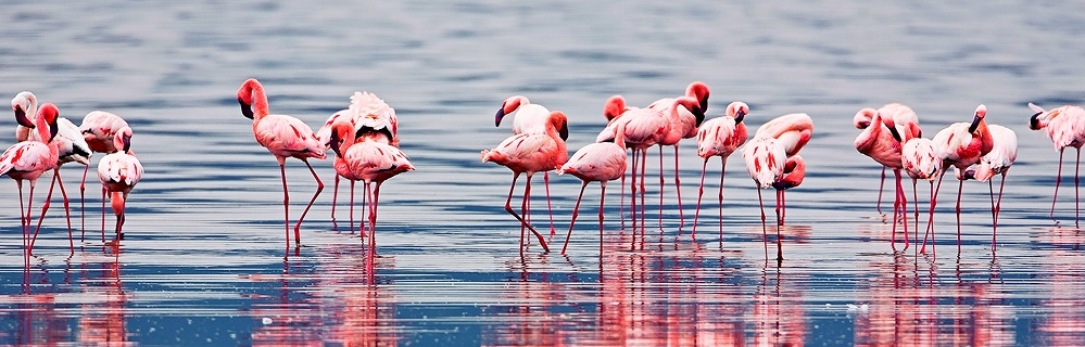 images/imgtitle/bsr-group_flamingo.jpg